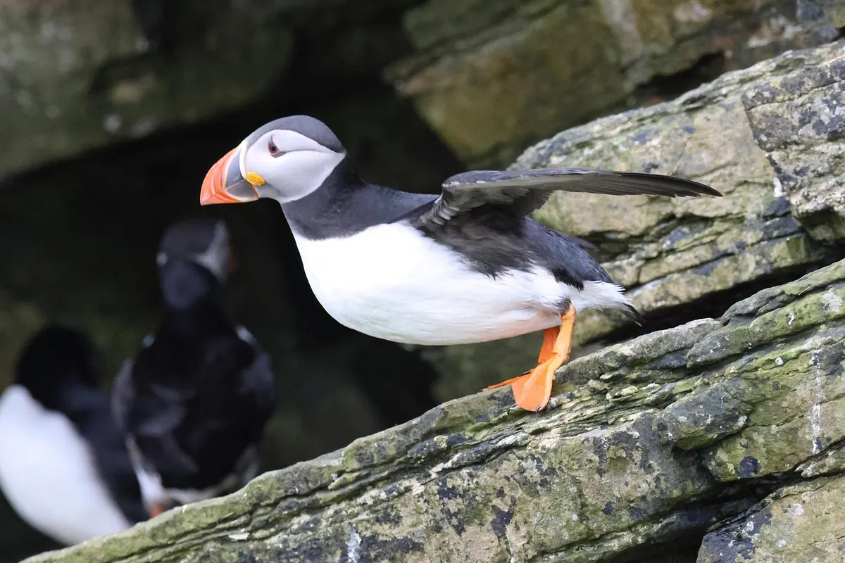Island Dialects Explained: Common Words You'll Hear in Orkney